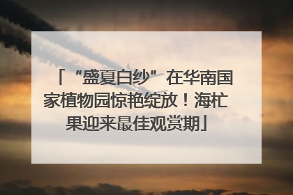 “盛夏白纱”在华南国家植物园惊艳绽放！海杧果迎来最佳观赏期