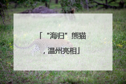 “海归”熊猫，温州亮相