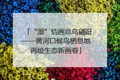 “湿”情画意鸟翩跹——黄河口候鸟栖息地再绘生态新画卷