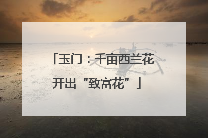 玉门：千亩西兰花开出“致富花”