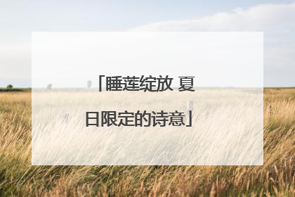 睡莲绽放 夏日限定的诗意