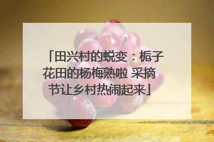 田兴村的蜕变：栀子花田的杨梅熟啦 采摘节让乡村热闹起来