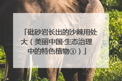 砒砂岩长出的沙棘用处大（美丽中国·生态治理中的特色植物③）