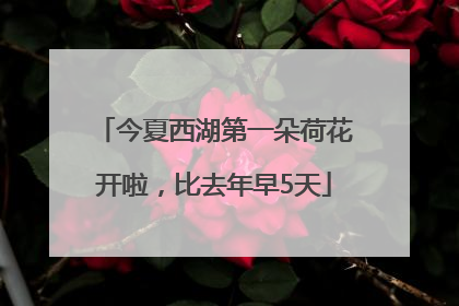 今夏西湖第一朵荷花开啦，比去年早5天