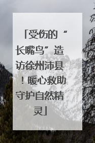 受伤的“长嘴鸟”造访徐州沛县！暖心救助守护自然精灵