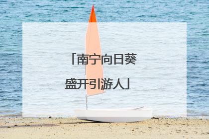 南宁向日葵盛开引游人
