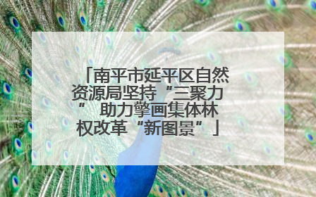 南平市延平区自然资源局坚持“三聚力” 助力擎画集体林权改革“新图景”