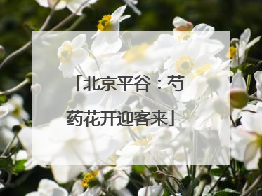 北京平谷：芍药花开迎客来