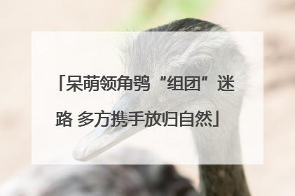 呆萌领角鸮“组团”迷路 多方携手放归自然