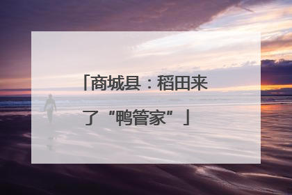 商城县：稻田来了“鸭管家”