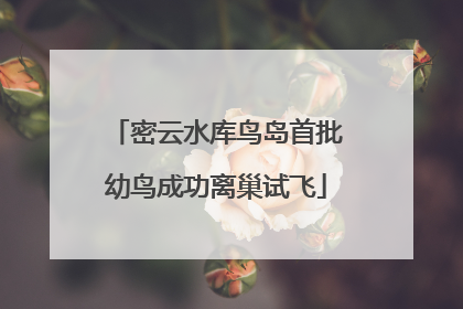 密云水库鸟岛首批幼鸟成功离巢试飞