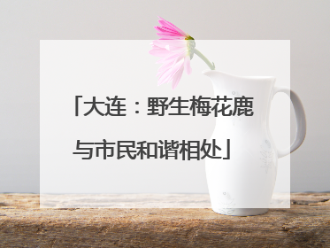 大连：野生梅花鹿与市民和谐相处