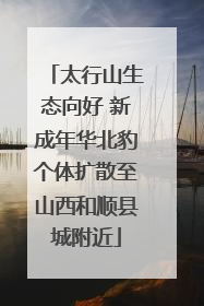 太行山生态向好 新成年华北豹个体扩散至山西和顺县城附近