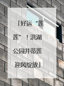 好运“莲莲”！洪湖公园并蒂莲迎风绽放