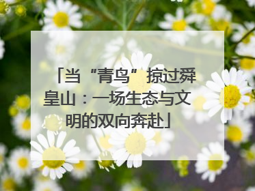 当“青鸟”掠过舜皇山：一场生态与文明的双向奔赴