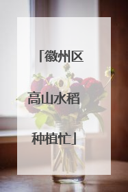 徽州区高山水稻种植忙