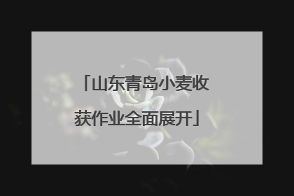 山东青岛小麦收获作业全面展开