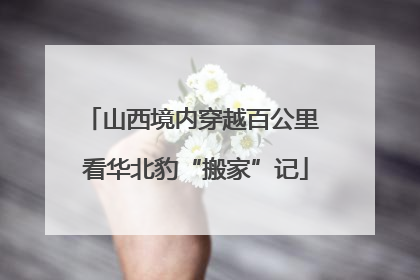 山西境内穿越百公里 看华北豹“搬家”记