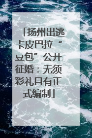 扬州出逃卡皮巴拉“豆包”公开征婚：无须彩礼且有正式编制