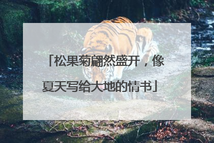 松果菊翩然盛开，像夏天写给大地的情书
