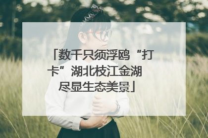 数千只须浮鸥“打卡”湖北枝江金湖 尽显生态美景