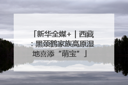 新华全媒+｜西藏：黑颈鹤家族高原湿地喜添“萌宝”