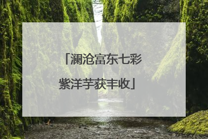 澜沧富东七彩紫洋芋获丰收
