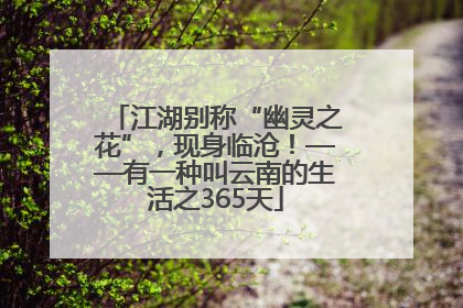 江湖别称“幽灵之花”，现身临沧！——有一种叫云南的生活之365天