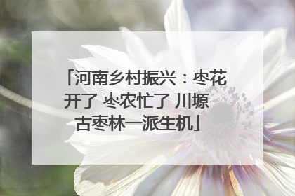 河南乡村振兴：枣花开了 枣农忙了 川塬古枣林一派生机