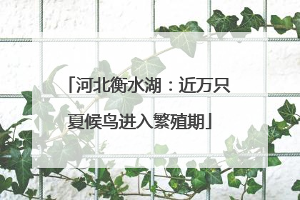 河北衡水湖：近万只夏候鸟进入繁殖期