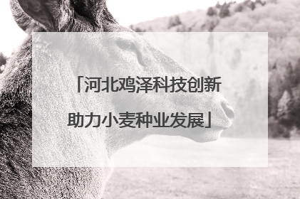 河北鸡泽科技创新助力小麦种业发展