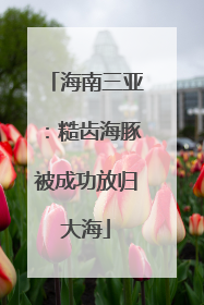 海南三亚：糙齿海豚被成功放归大海