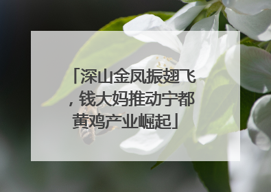 深山金凤振翅飞，钱大妈推动宁都黄鸡产业崛起