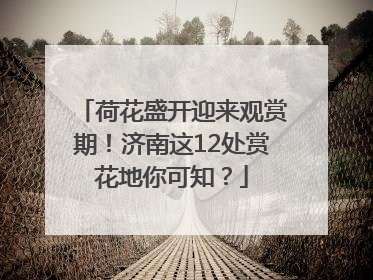 荷花盛开迎来观赏期！济南这12处赏花地你可知？