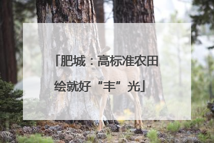 肥城：高标准农田绘就好“丰”光