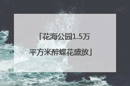 花海公园1.5万平方米醉蝶花盛放