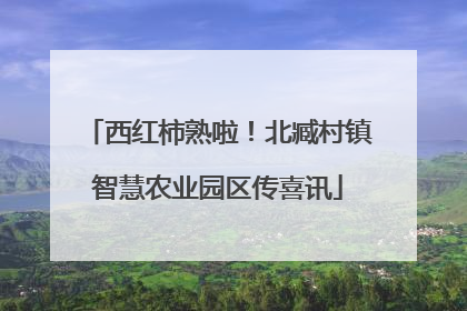 西红柿熟啦！北臧村镇智慧农业园区传喜讯