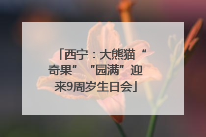 西宁：大熊猫“奇果”“园满”迎来9周岁生日会