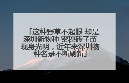 这种野草不起眼 却是深圳新物种 密穗砖子苗现身光明，近年来深圳物种名录不断刷新