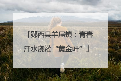 郧西县羊尾镇：青春汗水浇灌“黄金叶”