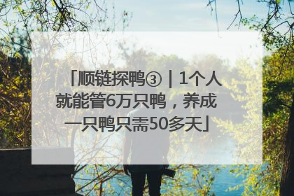 顺链探鸭③｜1个人就能管6万只鸭，养成一只鸭只需50多天