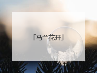 马兰花开