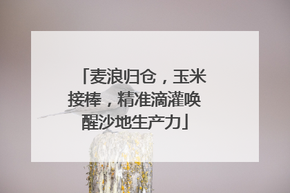 麦浪归仓，玉米接棒，精准滴灌唤醒沙地生产力